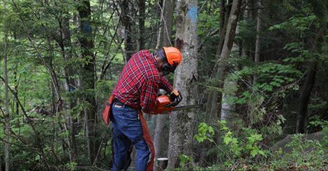 CEO Chris Sununu cutting the first tree
