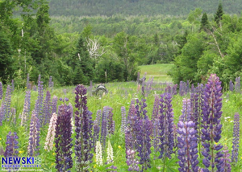 Snow guns buried in lupine (July 2016)